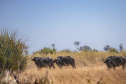 Botswana (50/52)